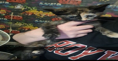 Mixed Breed cats - Advert 13