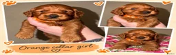 Cockapoo dogs for sale: F1b mini cockapoos - Advert 6