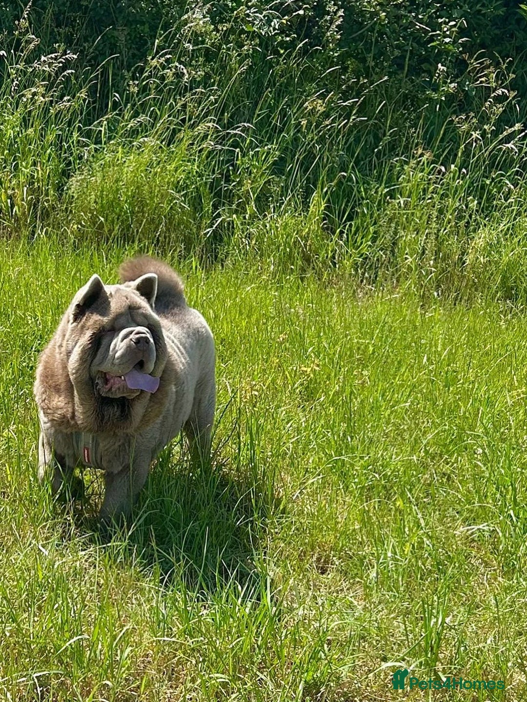 Chow Chow dogs for stud: Rare lilac smooth coat KC reg for stud  - Image 8