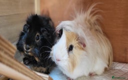 Guinea Pig rodents for sale: Male Guinea Pig - Image 6