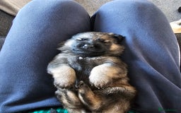Mixed Breed dogs for sale: German Shepherd x Akita puppies - 4 females left - Advert 7