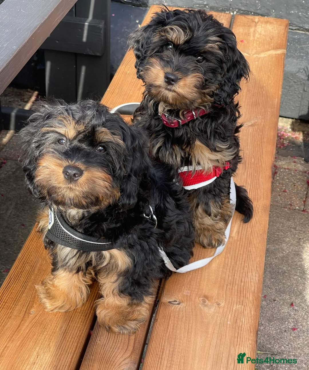 Cavapoo dogs for sale: Cavapoo Puppies due 11 June 2026 waiting list open in London - Advert 2