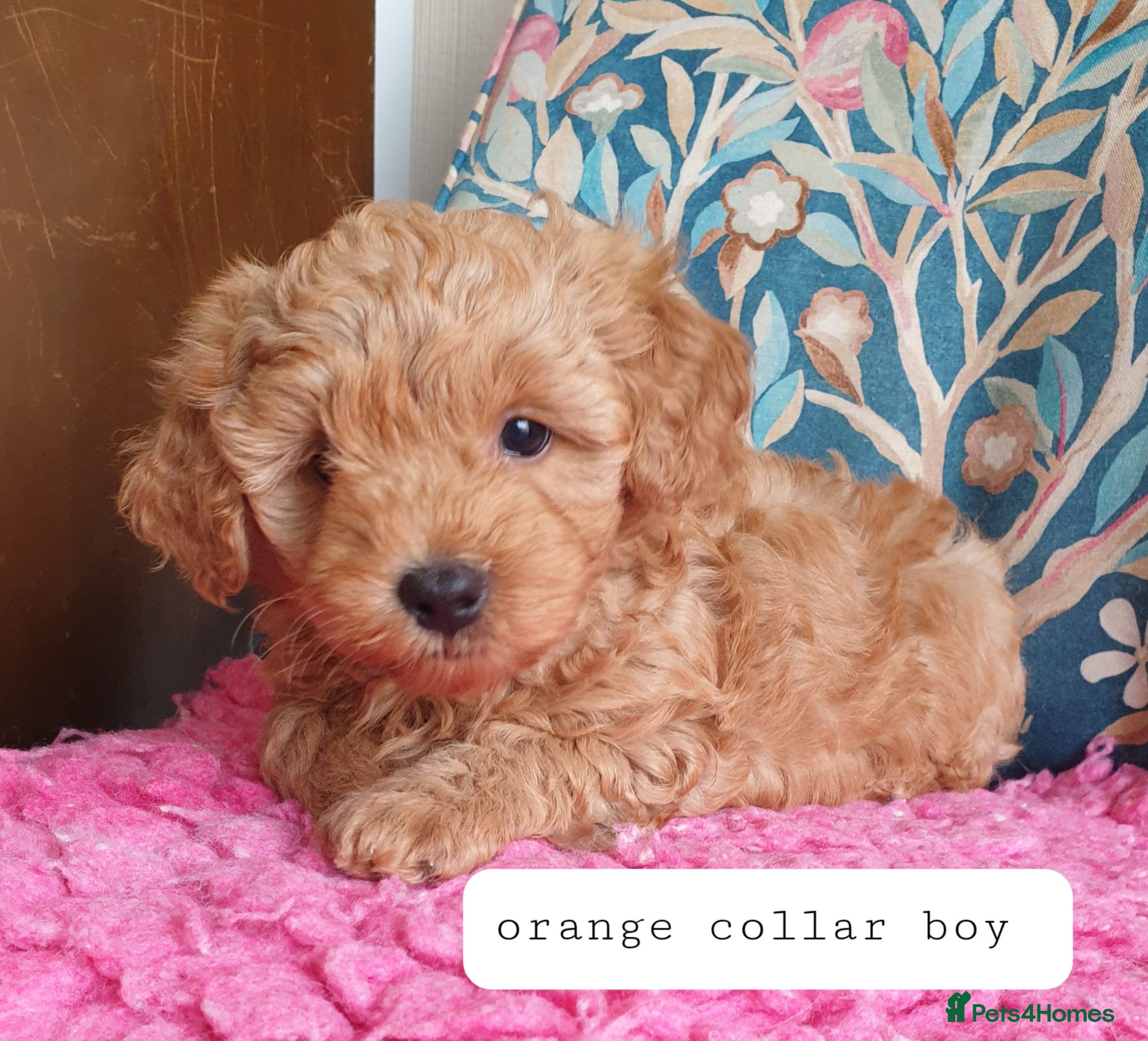 Mixed Breed dogs Cotonoodle/Cotonpoo F1b health tested parents - Advert 16