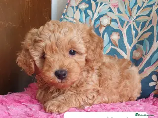 Mixed Breed dogs Cotonoodle/Cotonpoo F1b health tested parents - Advert 10