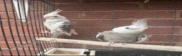Cockatiels birds for sale: Swindon  in Swindon - Advert 3