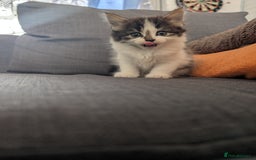 Maine Coon cats for sale: Maine coone cross  - Image 5