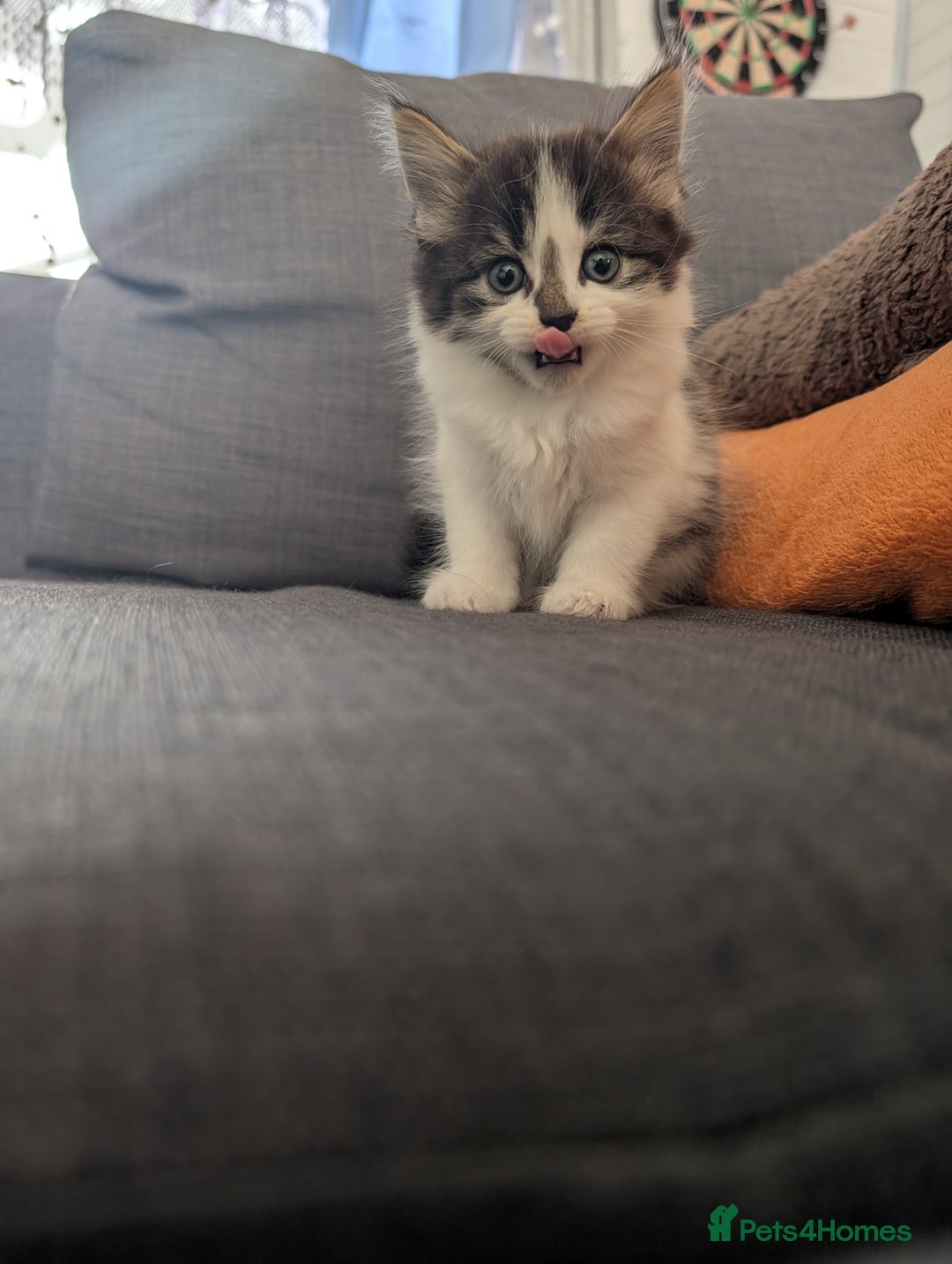 Maine Coon cats for sale: Maine coone cross  - Image 5