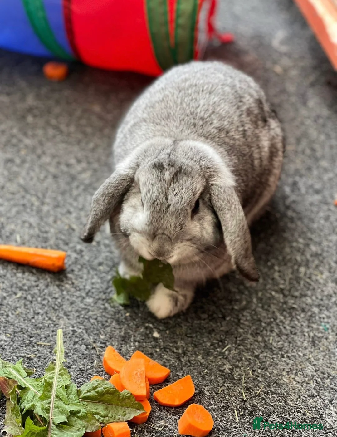 Mini Lop rabbits for sale: 2 female mini lop bunnies - Advert 3