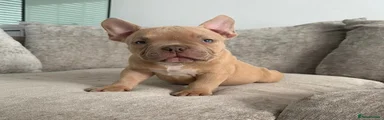 American Bully 1