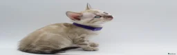 Bengal cats for sale: TICA Registered Brown & Snow Lynx Bengal Kittens - Advert 33