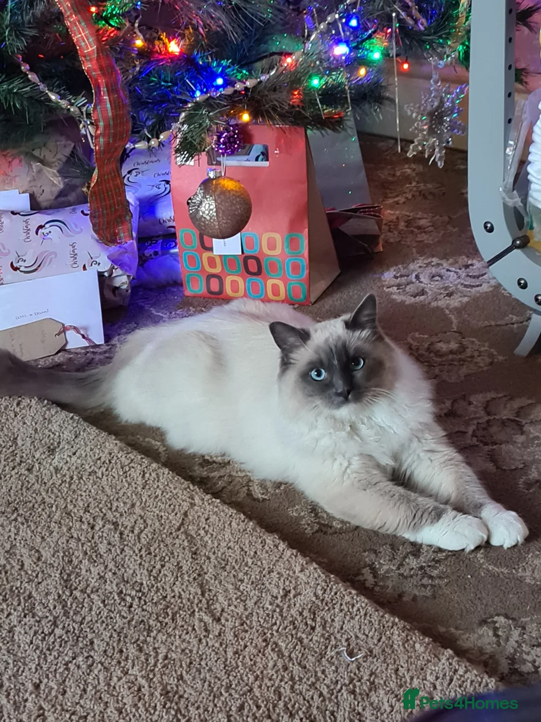 Ragdoll cats for stud: Beautiful ragdoll available for stud duties in Poulton-le-Fylde - Advert 10