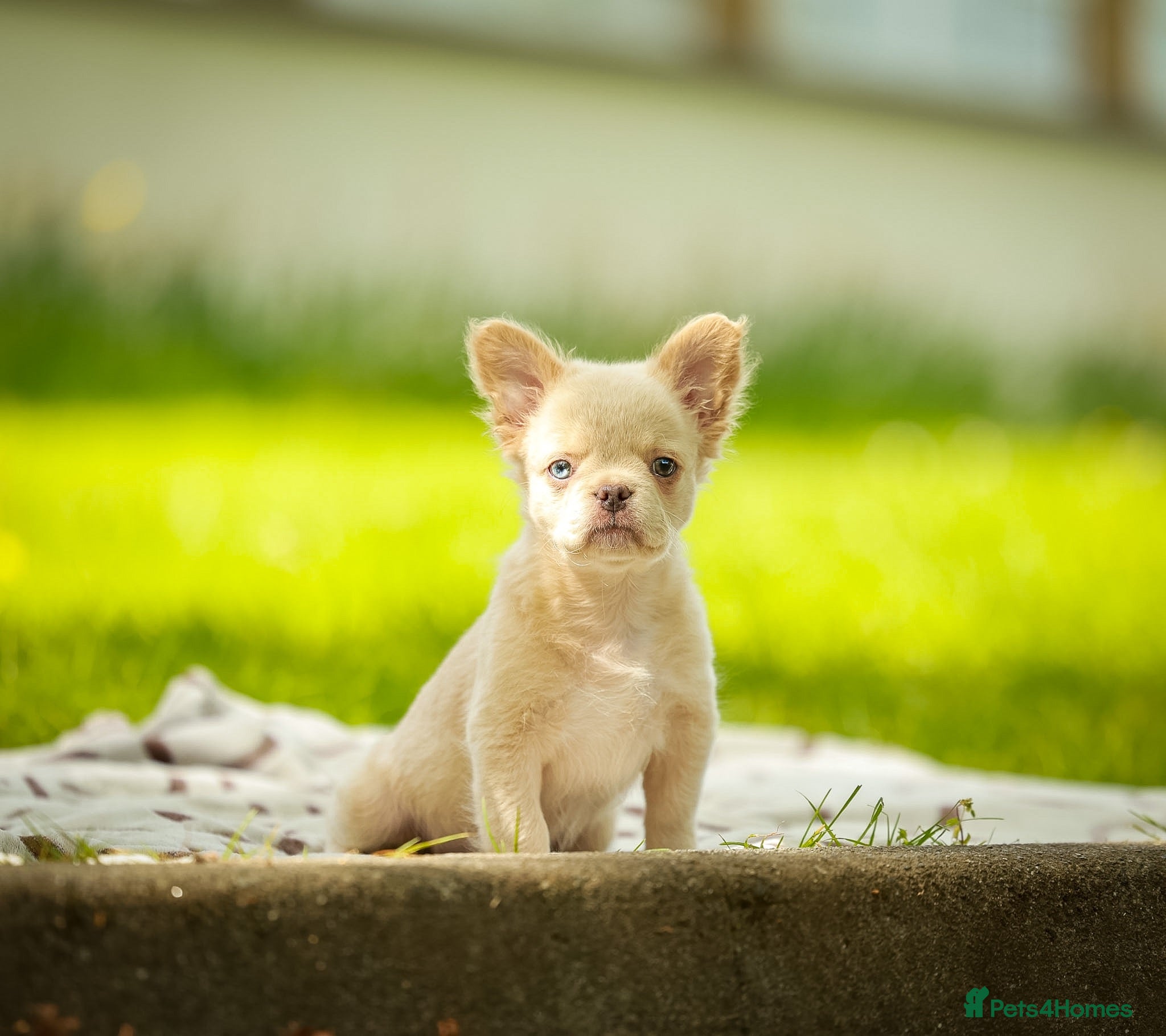 French Bulldog dogs FLUFFY FRENCH BULLDOG - Advert 13