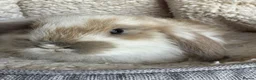 French Lop rabbits for sale: Purebred French Lop baby bunnies for sale  - Advert 13