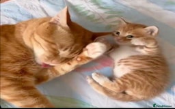 Mixed Breed cats for sale: Tabby kitten - Image 2