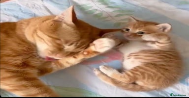 Mixed Breed cats - Advert 7