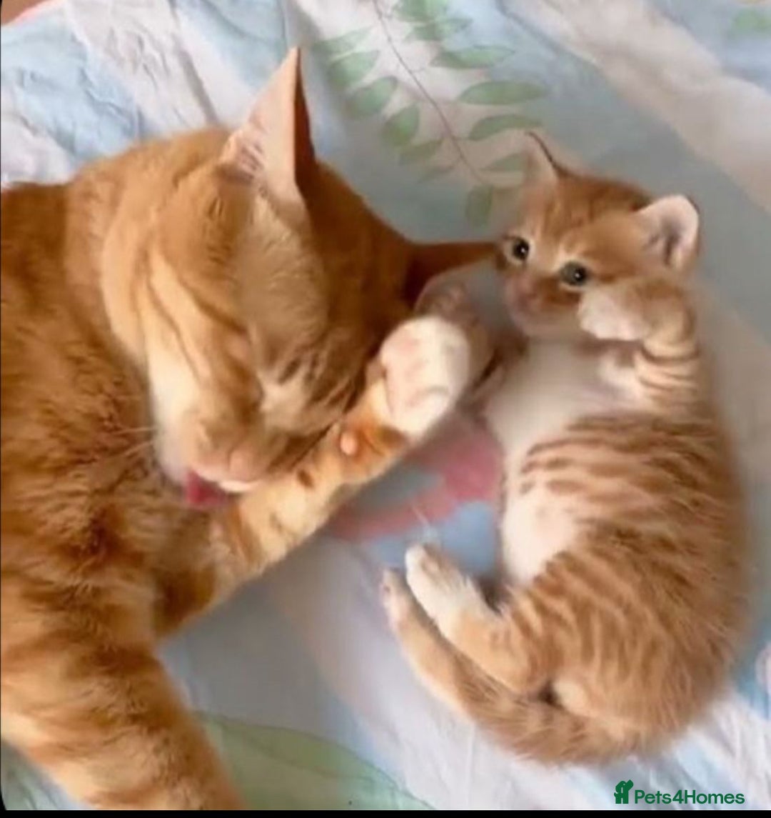 Mixed Breed cats for sale: Tabby kitten - Image 2