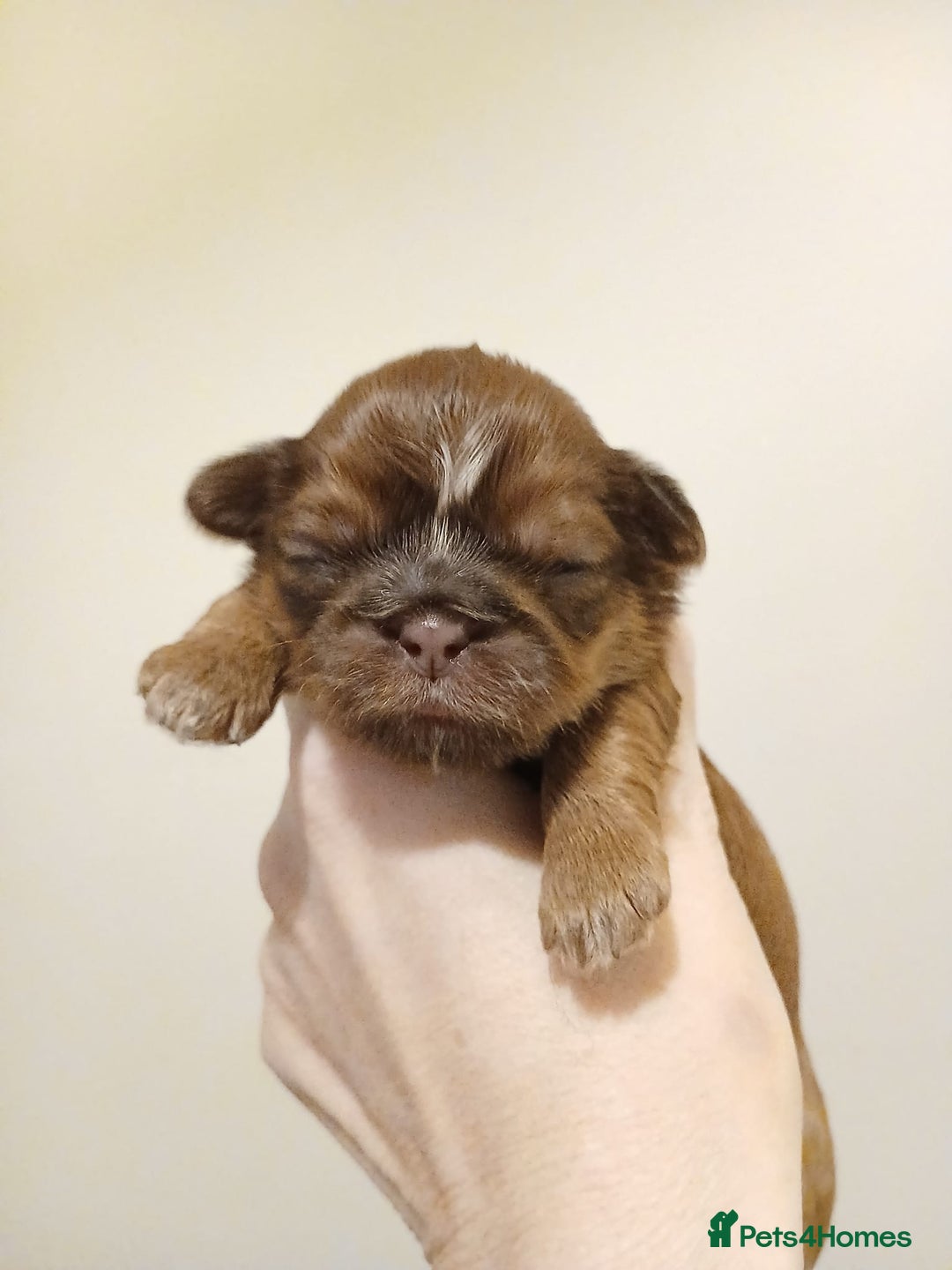 Shih Tzu dogs for sale: 🍫CHOCOLATE KC REG IMPERIALS BEST LINES🍫 - Advert 17