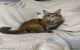 Maine Coon cats for sale: Stuning Maine Coon girl - Advert 6