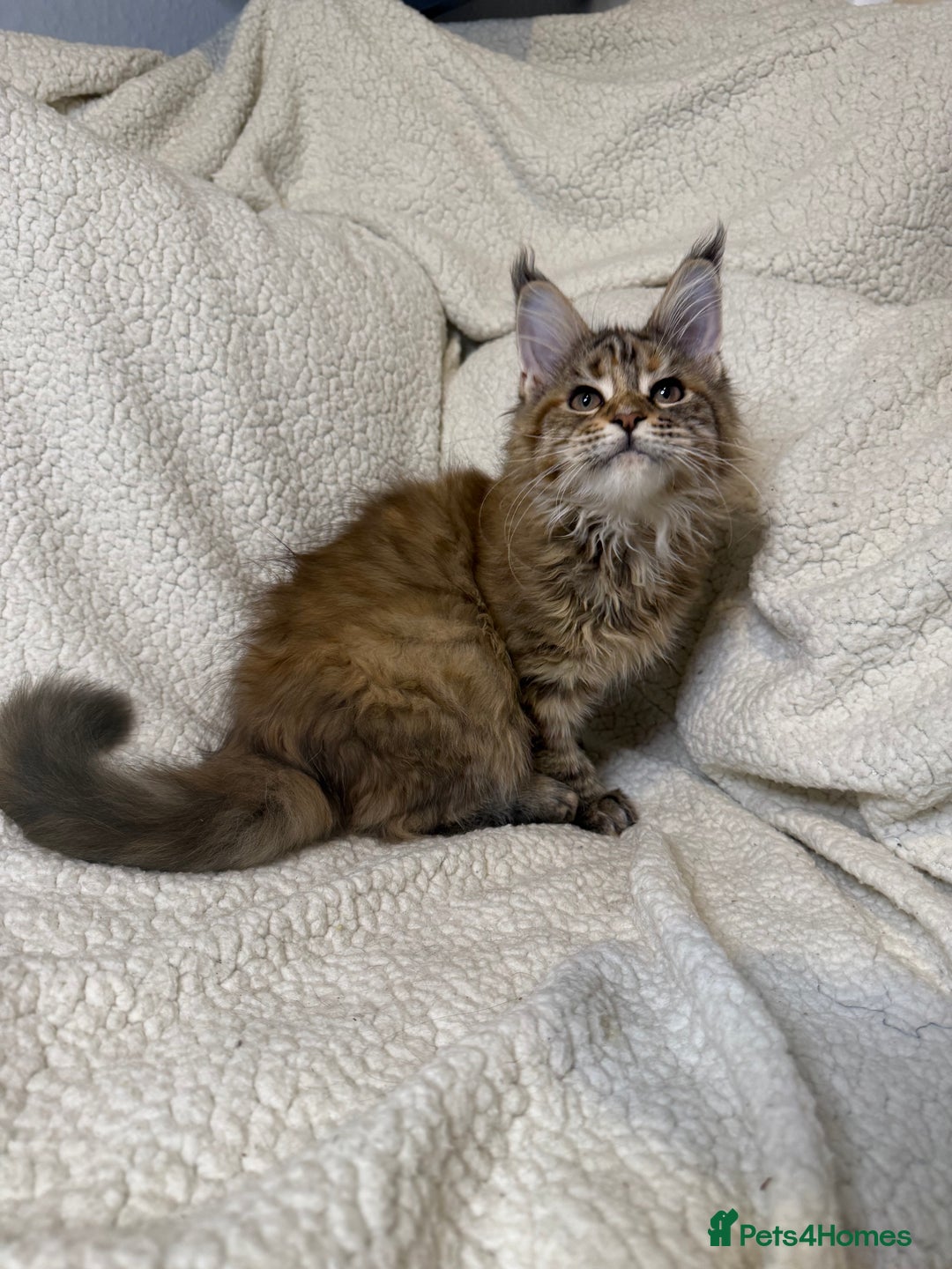 Maine Coon cats for sale: Stuning Maine Coon girl - Advert 6