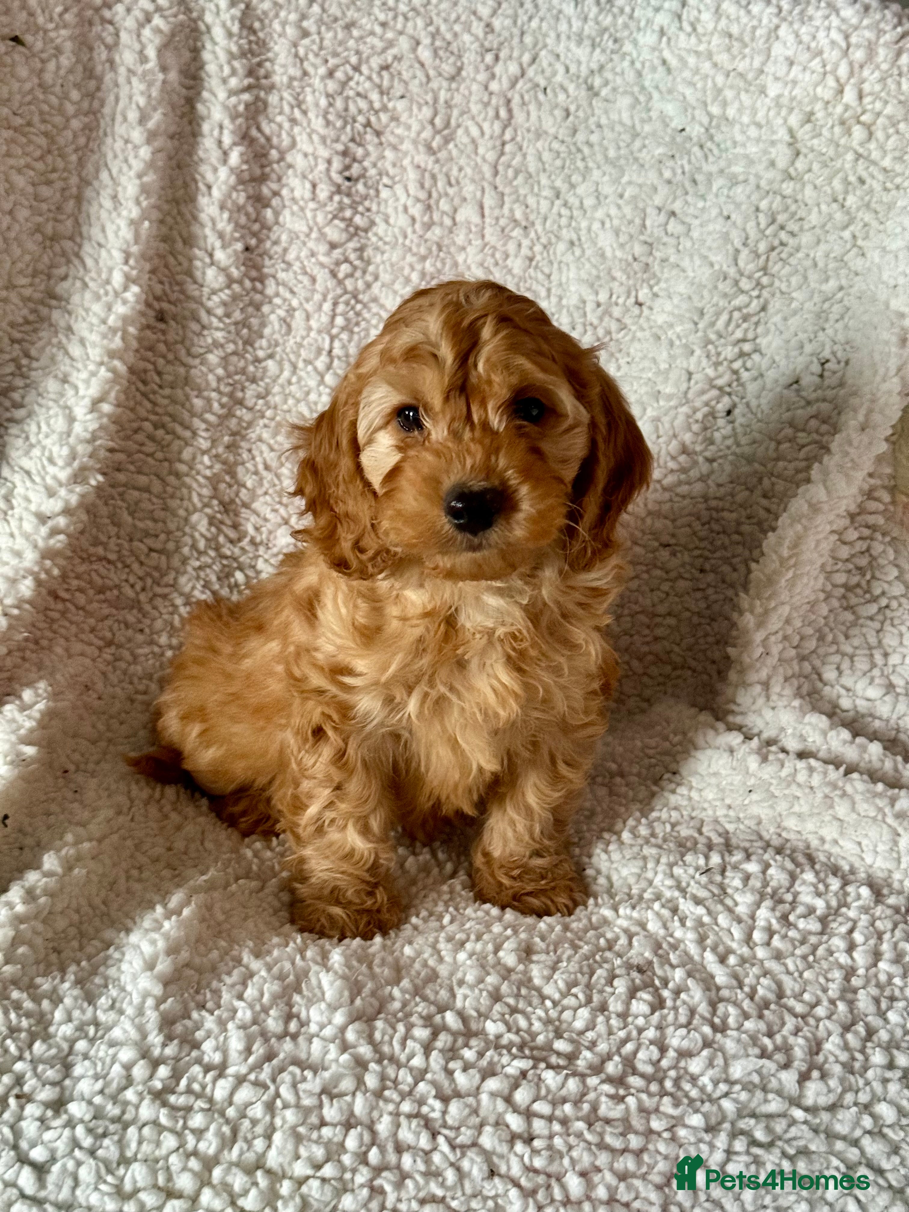Cockapoo dogs F1 apricot Cockerpoos looking looking for homes - Advert 1