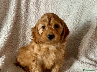 Cockapoo dogs F1 apricot Cockerpoos looking looking for homes - Advert 4