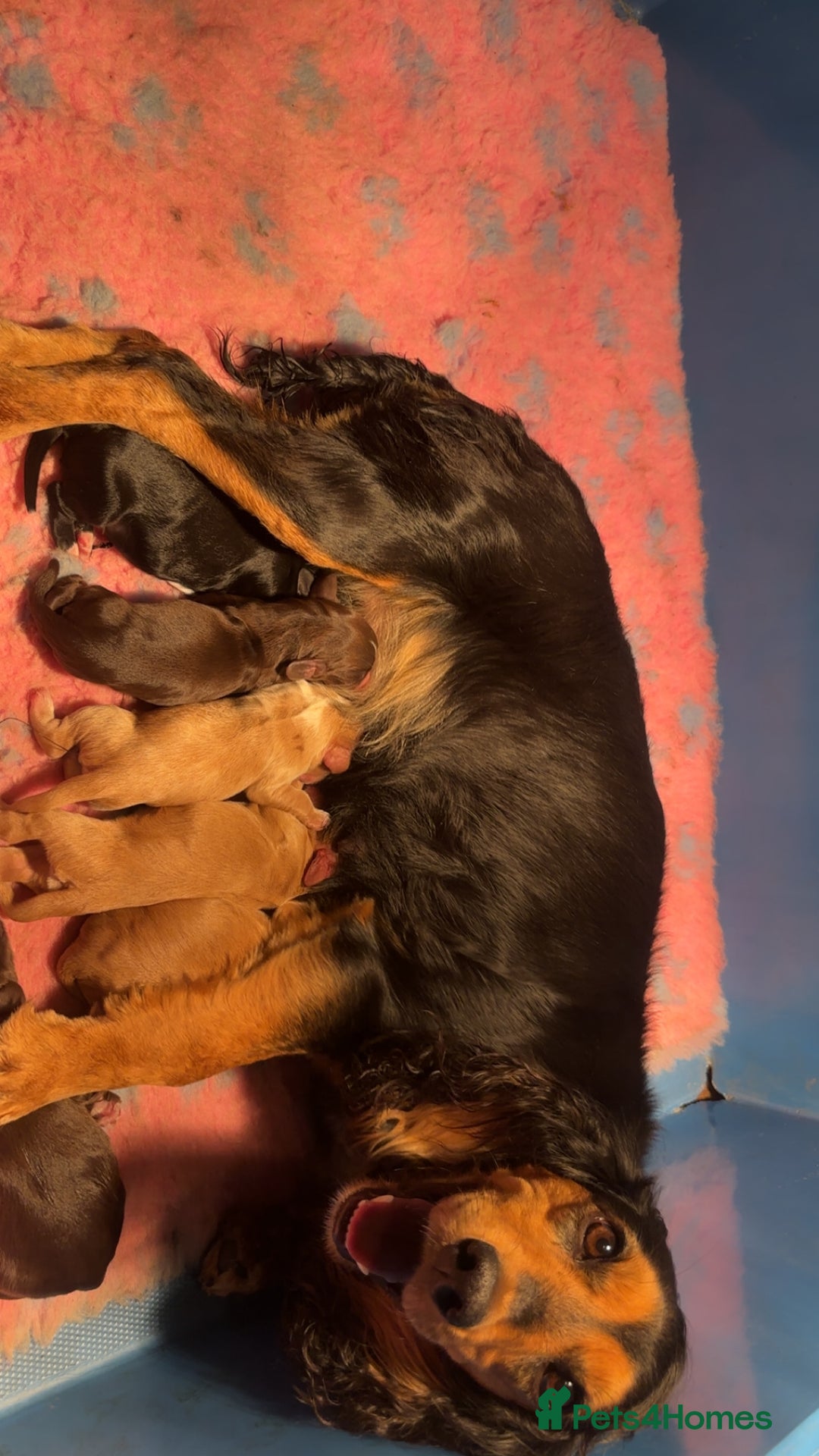 Cocker Spaniel dogs for sale: Cocker spaniel puppies - Image 2