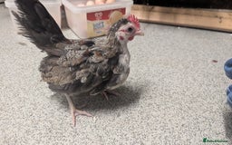 Chickens poultry for sale: Serama chicks 1 1/2 to 2 months,READ DESCRIPTION - Image 12