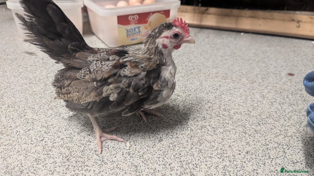 Chickens poultry for sale: Serama chicks 1 1/2 to 2 months,READ DESCRIPTION - Image 12