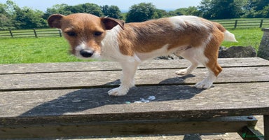 Jack Russell dogs in Pickering - Advert 16