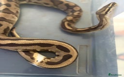 Python Snake reptiles for sale: Ball python  - Image 5