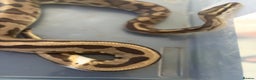 Python Snake reptiles for sale: Ball python  - Advert 5