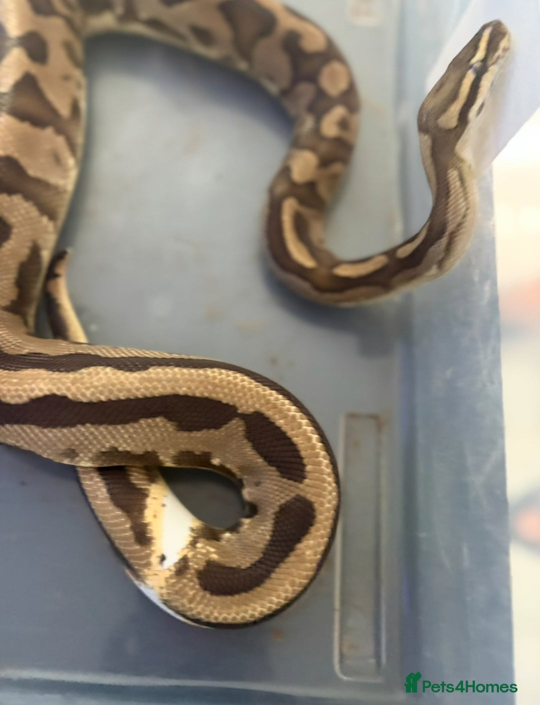 Python Snake reptiles for sale: Ball python  - Image 5