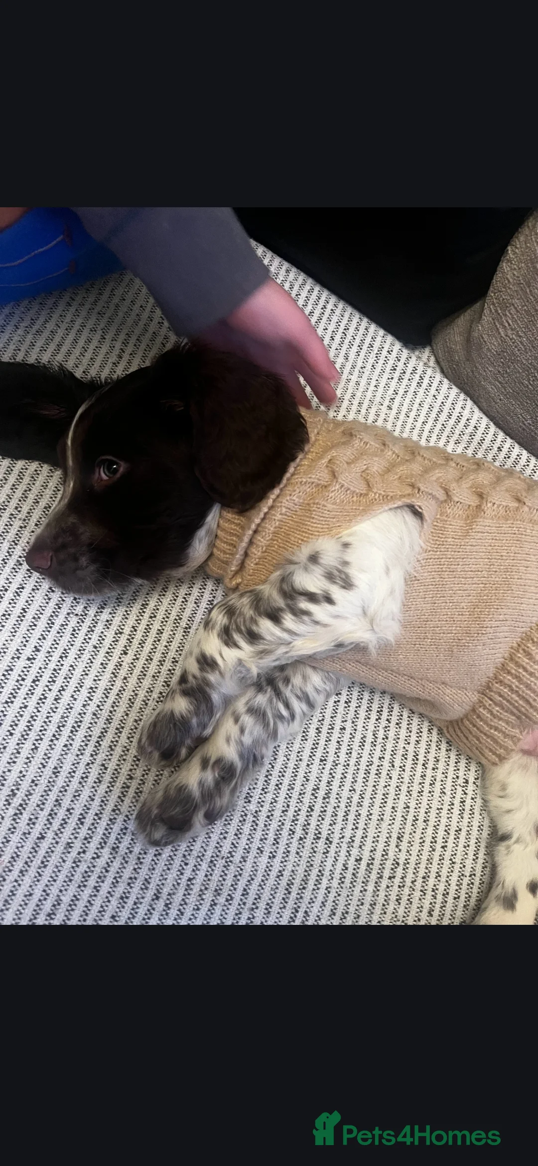 Sprocker dogs for sale: Beautiful sprocker - Advert 1