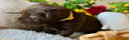 Labrador Retriever dogs for sale: STUNNING Chocolate Labrador Puppies  - Advert 28