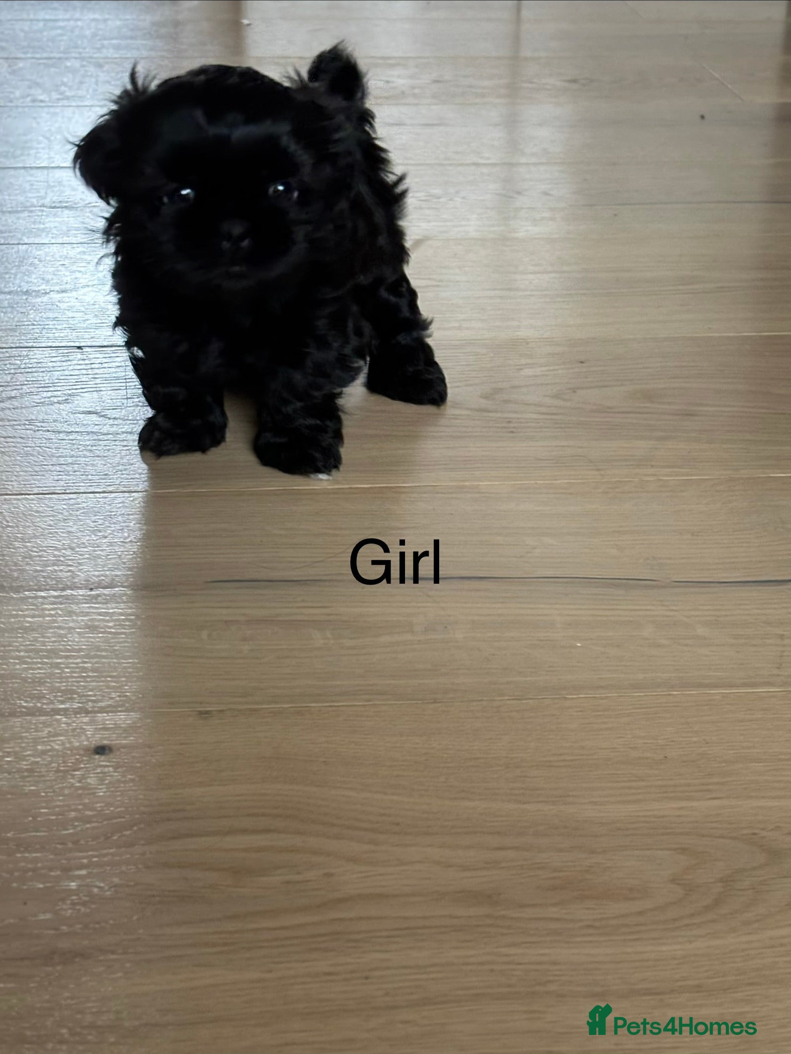 Shih Tzu dogs 💖 Imperial Shih Tzu Puppies black girl&1 boy - Advert 15