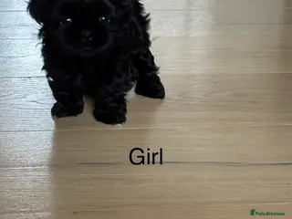 Shih Tzu dogs 💖 Imperial Shih Tzu Puppies black girl&1 boy - Advert 15