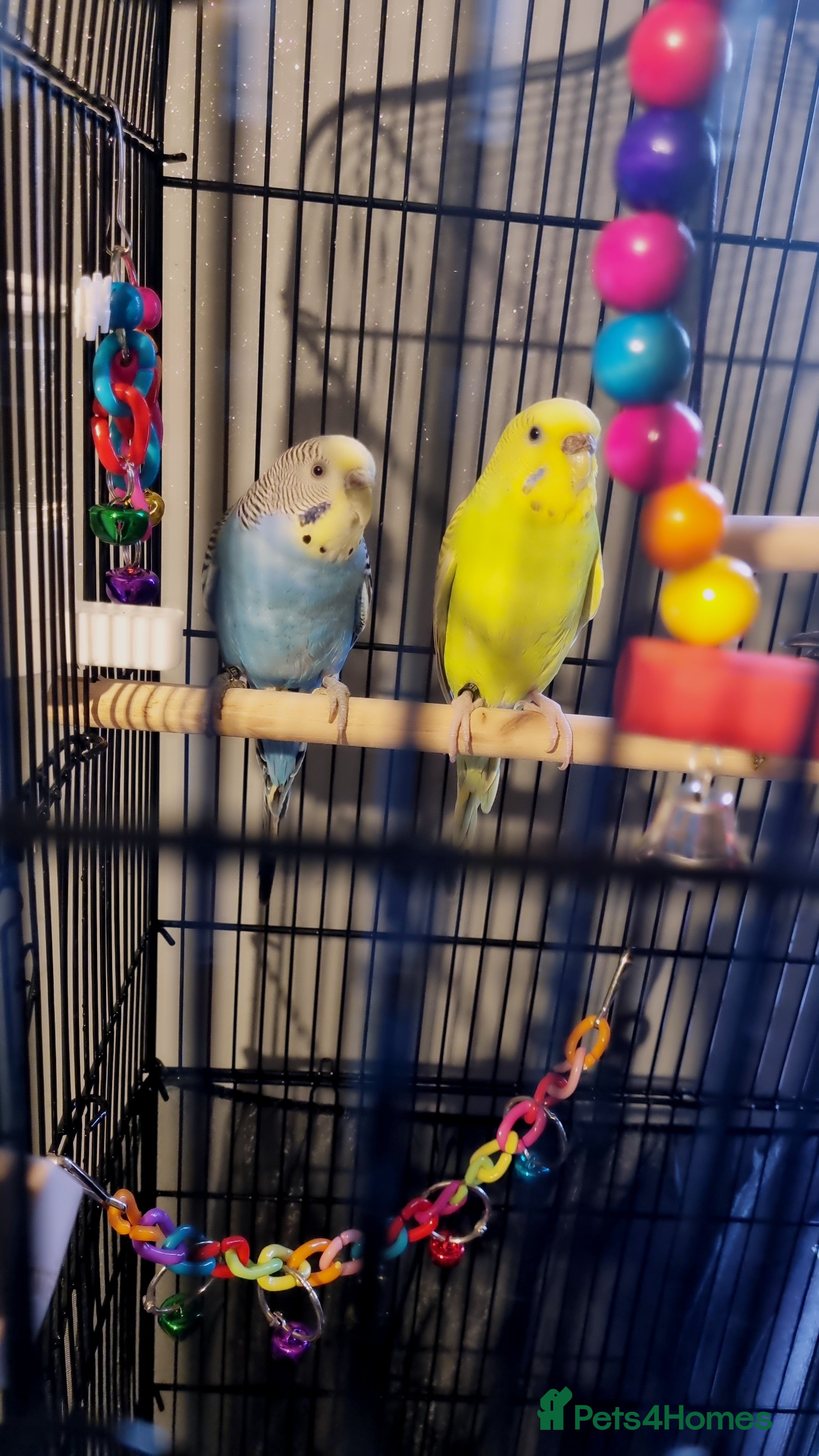 Budgerigars birds Rehoming 2 female young budgies with cage - Advert 1