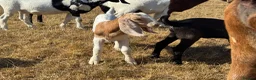 Goats livestock for sale: Anglo Nubian x Boer brother and sister kid goats  - Advert 4