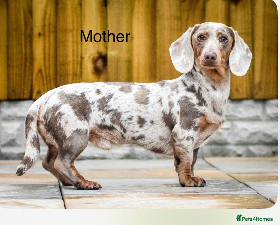 Miniature Dachshund dogs for stud: Mini wired hair Dachshunds - Image 6