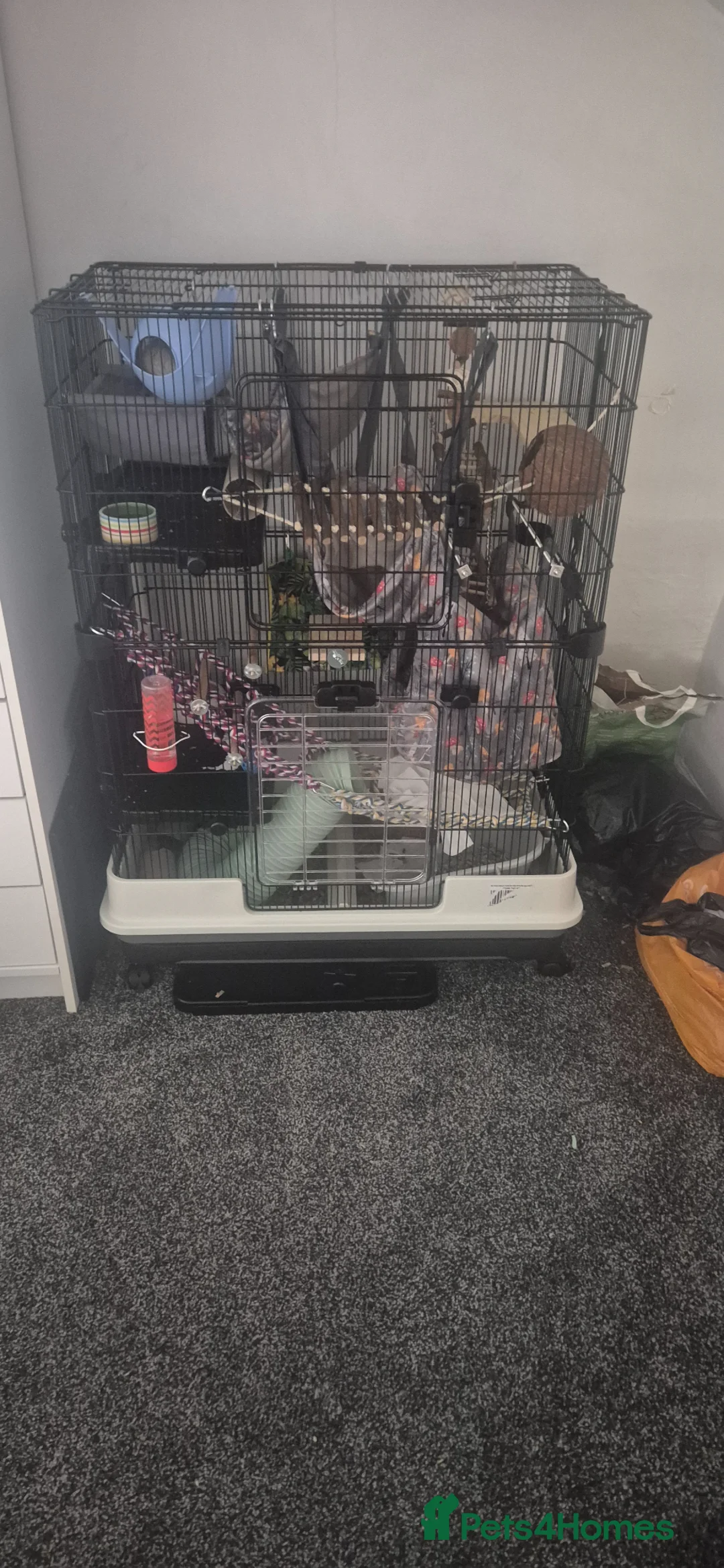 Rat rodents for sale: 2 Male Rats  in Northallerton - Advert 2