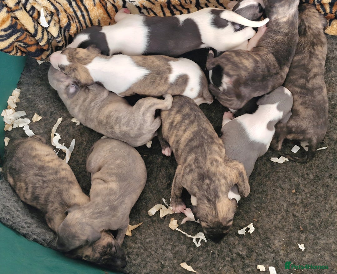 Whippet dogs for sale: Five Star KC Whippet Puppies - Image 6