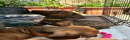 Miniature Dachshund dogs for sale: dachshund puppies UNIQUE fur patterns - Advert 14