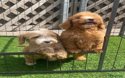 Cockapoo dogs for sale: Adorable F1 cockapoo pups NOW READY  - Image 5
