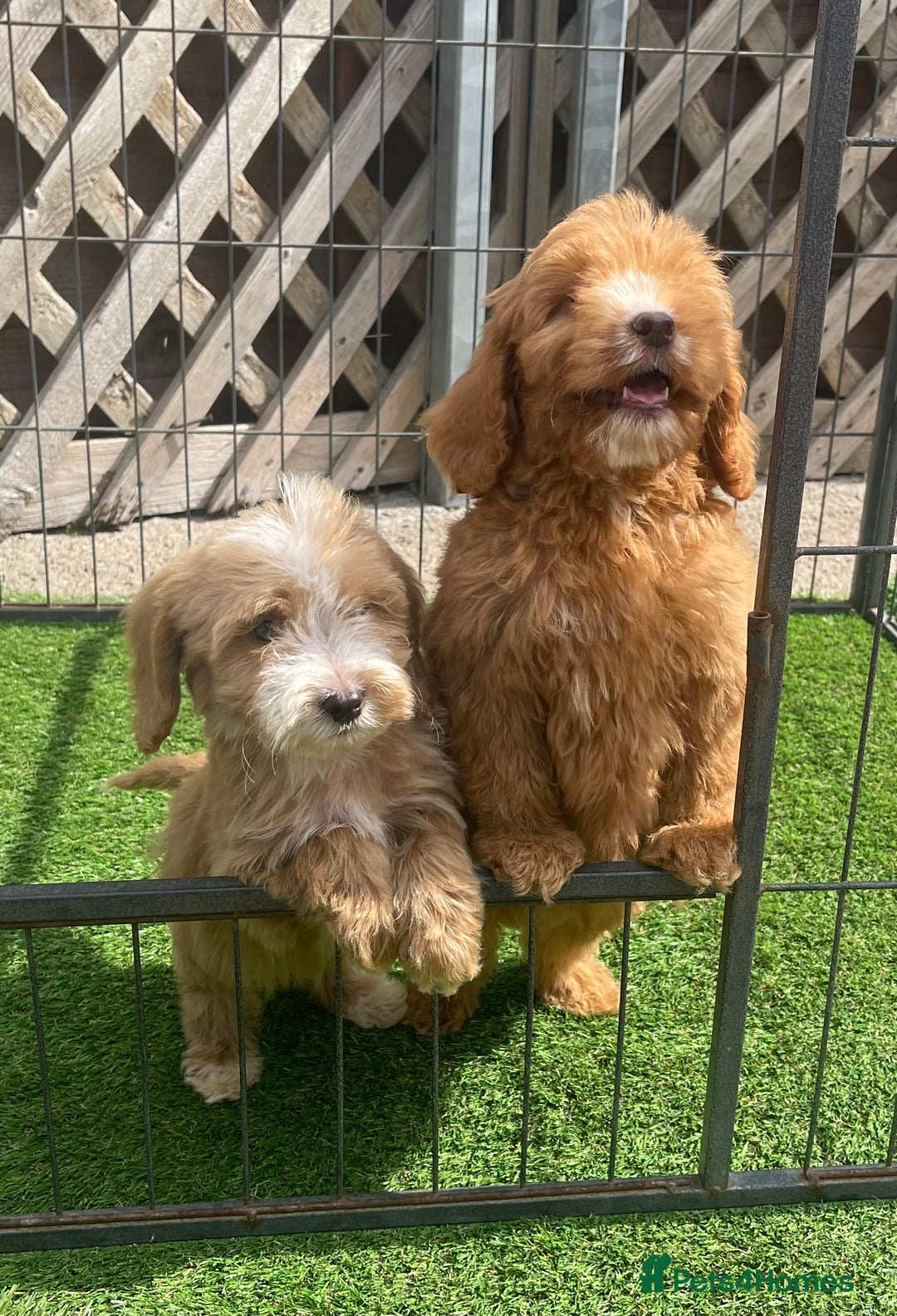 Cockapoo dogs for sale: Adorable F1 cockapoo pups NOW READY  - Image 5