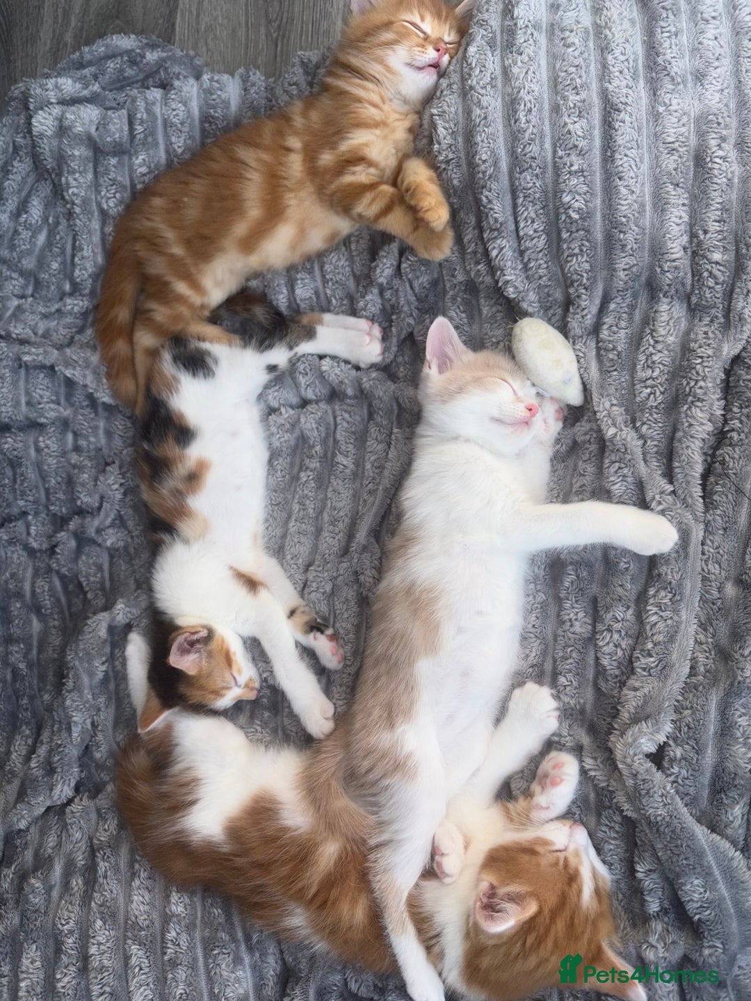 Bengal cats for sale: Kittens for sale - 2 girls, 3 boys ready this week - Image 6