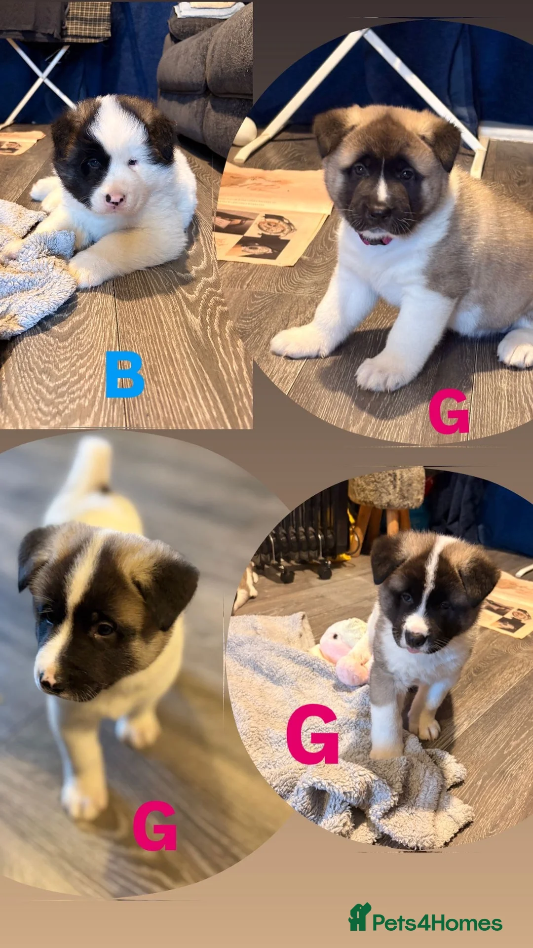 Akita dogs for sale: American Akitas  - Advert 1