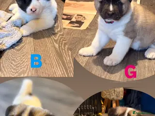 Akita dogs American Akitas - Advert 11