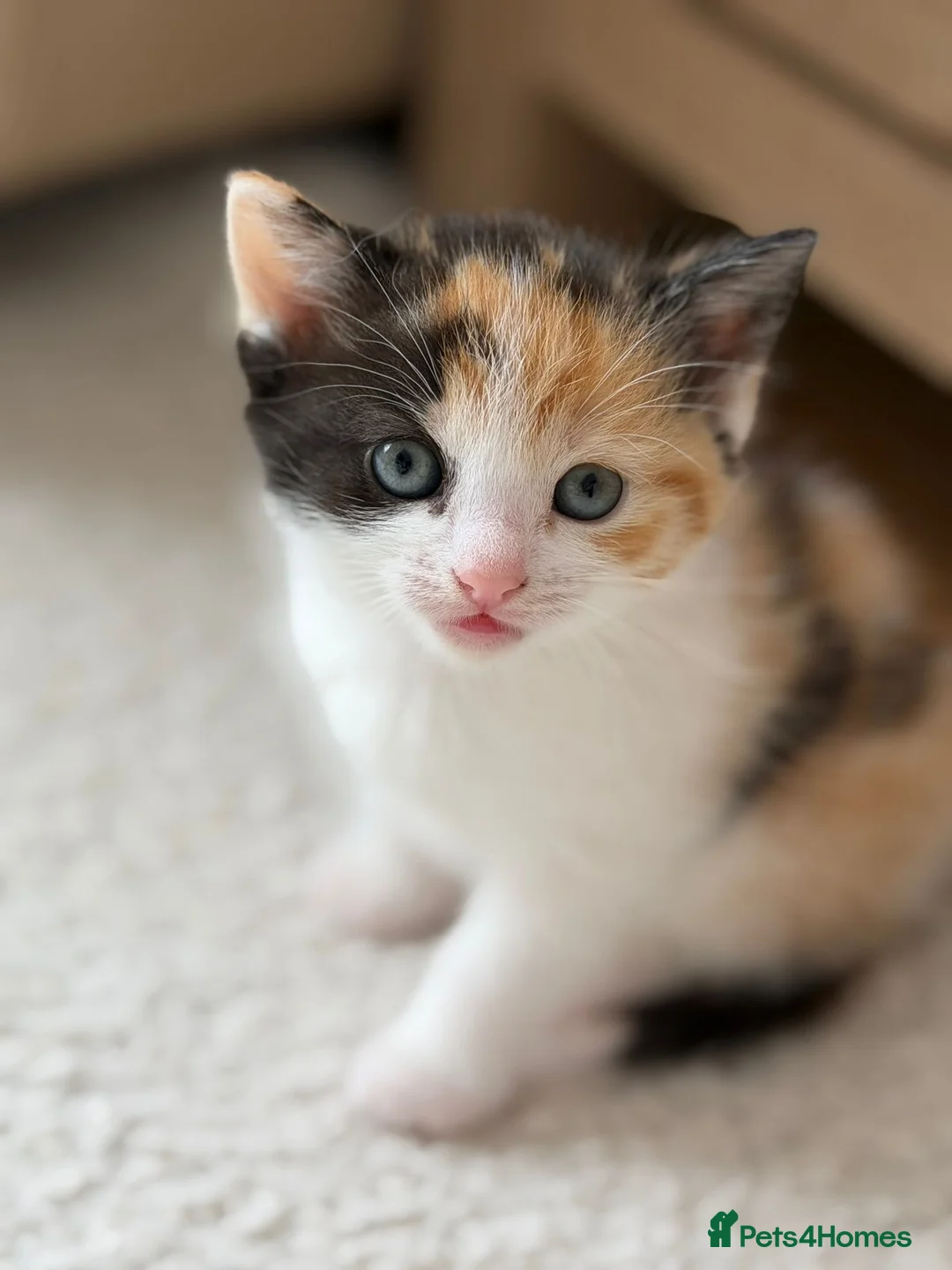 Mixed Breed cats for sale: 3 months old female kitten  - Advert 1