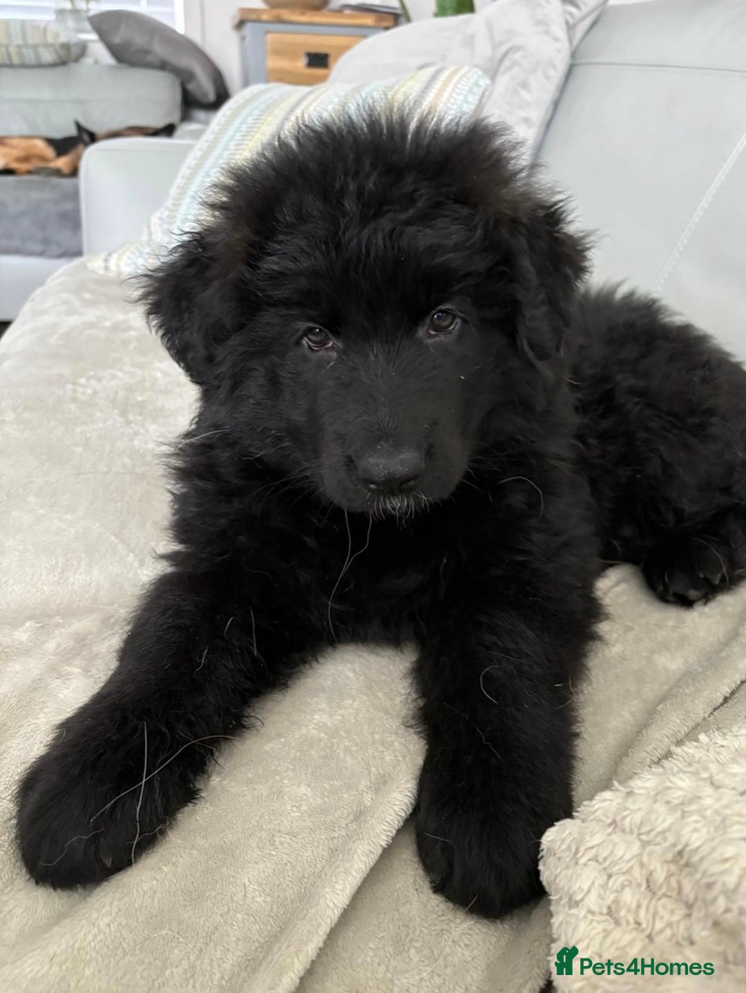 German Shepherd dogs for sale: KC REGISTERED GERMAN SHEPHERD PUPS - Image 5
