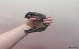 French Bulldog dogs for sale: Fluffy FrenchBulldogs - Image 6